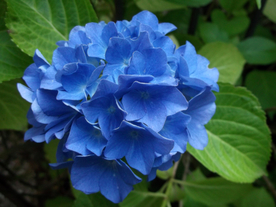 绣球花八仙花清新图片