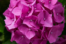 绣球花八仙花清新图片