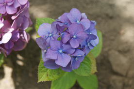 绣球花八仙花清新图片
