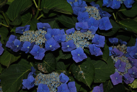 绣球花八仙花清新图片