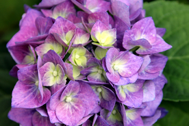 绣球花八仙花清新图片