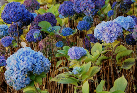 绣球花八仙花清新图片