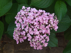 绣球花八仙花清新图片