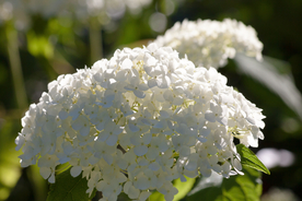 绣球花八仙花清新图片