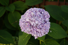 绣球花八仙花清新图片