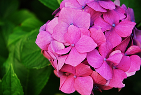 绣球花八仙花清新图片