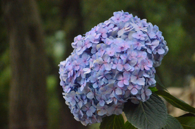 绣球花八仙花清新图片