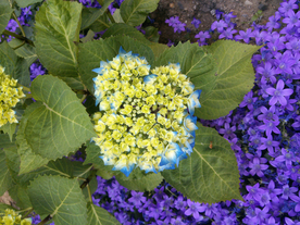 绣球花八仙花清新图片