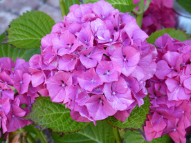 绣球花八仙花清新图片