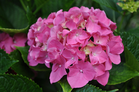 绣球花八仙花清新图片