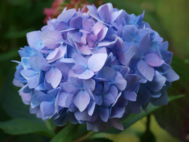 绣球花八仙花清新图片