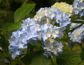绣球花八仙花清新图片