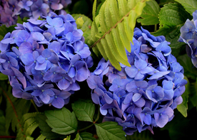 绣球花八仙花清新图片
