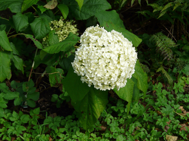 绣球花八仙花清新图片
