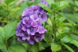 绣球花八仙花清新图片