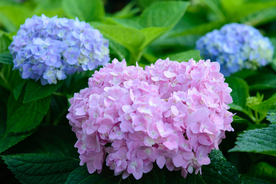 绣球花八仙花清新图片