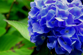 绣球花八仙花清新图片