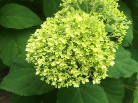 绣球花八仙花清新图片