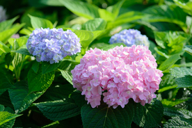 绣球花八仙花清新图片