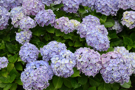 绣球花八仙花清新图片