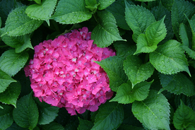 绣球花八仙花清新图片