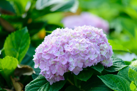 绣球花八仙花清新图片