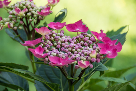 绣球花八仙花清新图片
