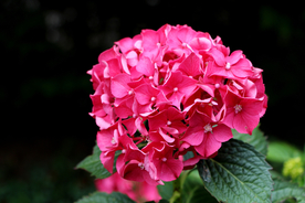 绣球花八仙花清新图片