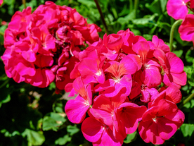 绣球花八仙花清新图片