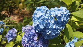 绣球花八仙花清新图片