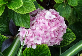 绣球花八仙花清新图片