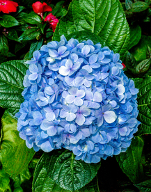 绣球花八仙花清新图片