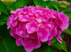 绣球花八仙花清新图片