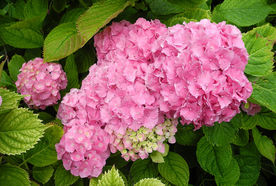 绣球花八仙花清新图片