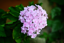 绣球花八仙花清新图片