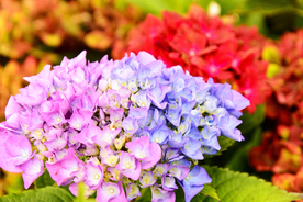 绣球花八仙花清新图片