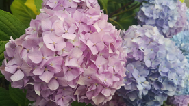 绣球花八仙花清新图片