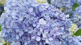 绣球花八仙花清新图片