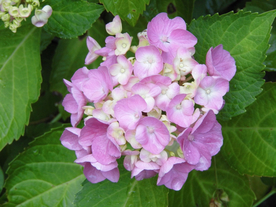 绣球花八仙花清新图片