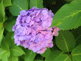 绣球花八仙花清新图片