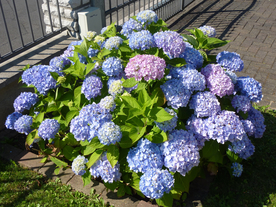 绣球花八仙花清新图片