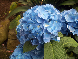 绣球花八仙花清新图片