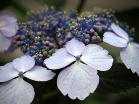 绣球花八仙花清新图片