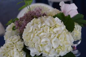 绣球花八仙花清新图片