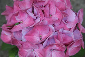 绣球花八仙花清新图片