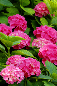 绣球花八仙花清新图片