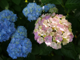 绣球花八仙花清新图片