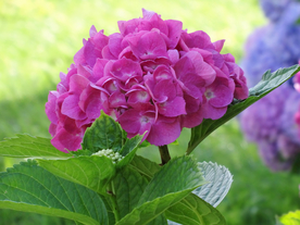 绣球花八仙花清新图片