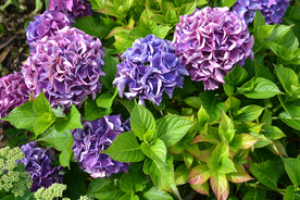 绣球花八仙花清新图片