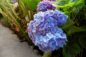 绣球花八仙花清新图片